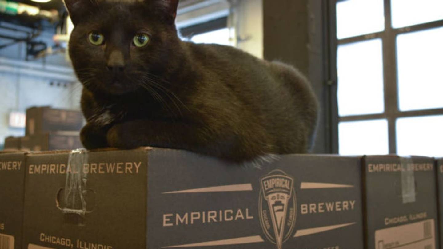 10 Highly Unconventional Guard Animals