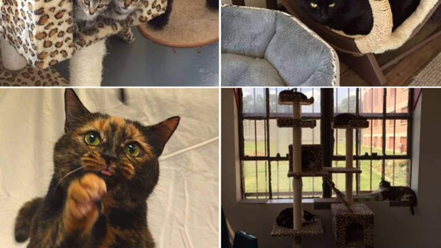 Cats Find Homes in Prisonsâand Reform Inmates
