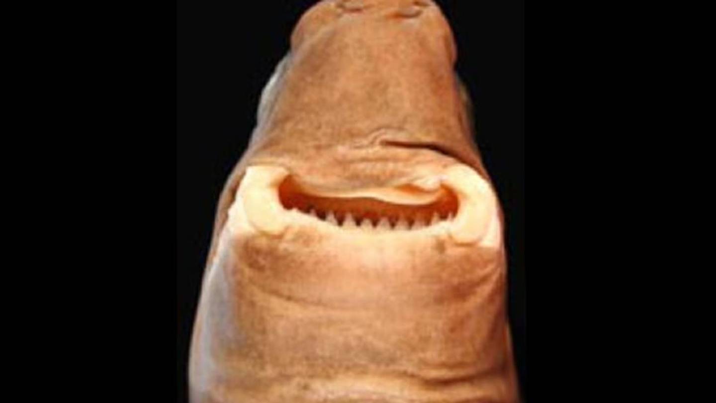 14 Facts About the Cookiecutter Shark