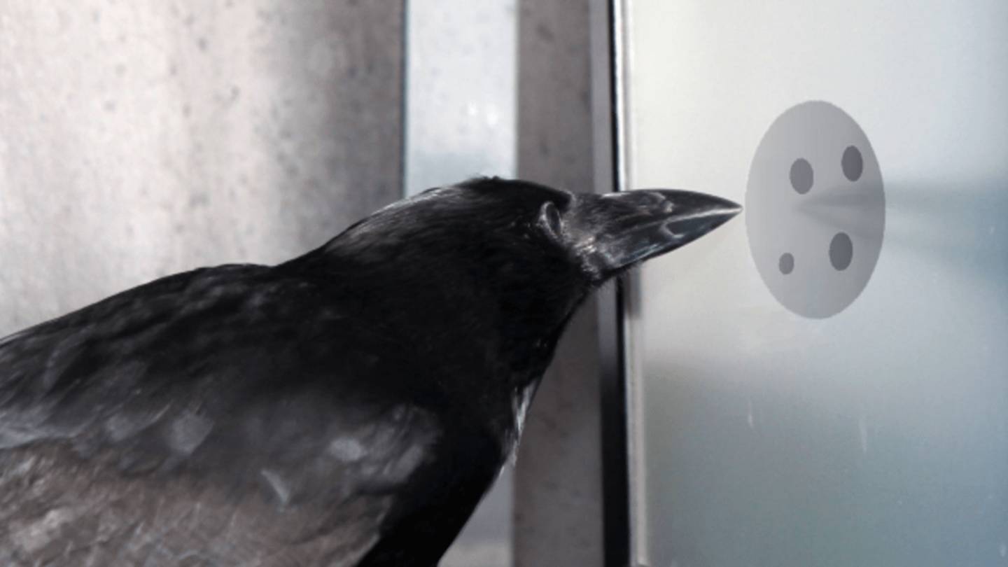 How Do Crows Count?