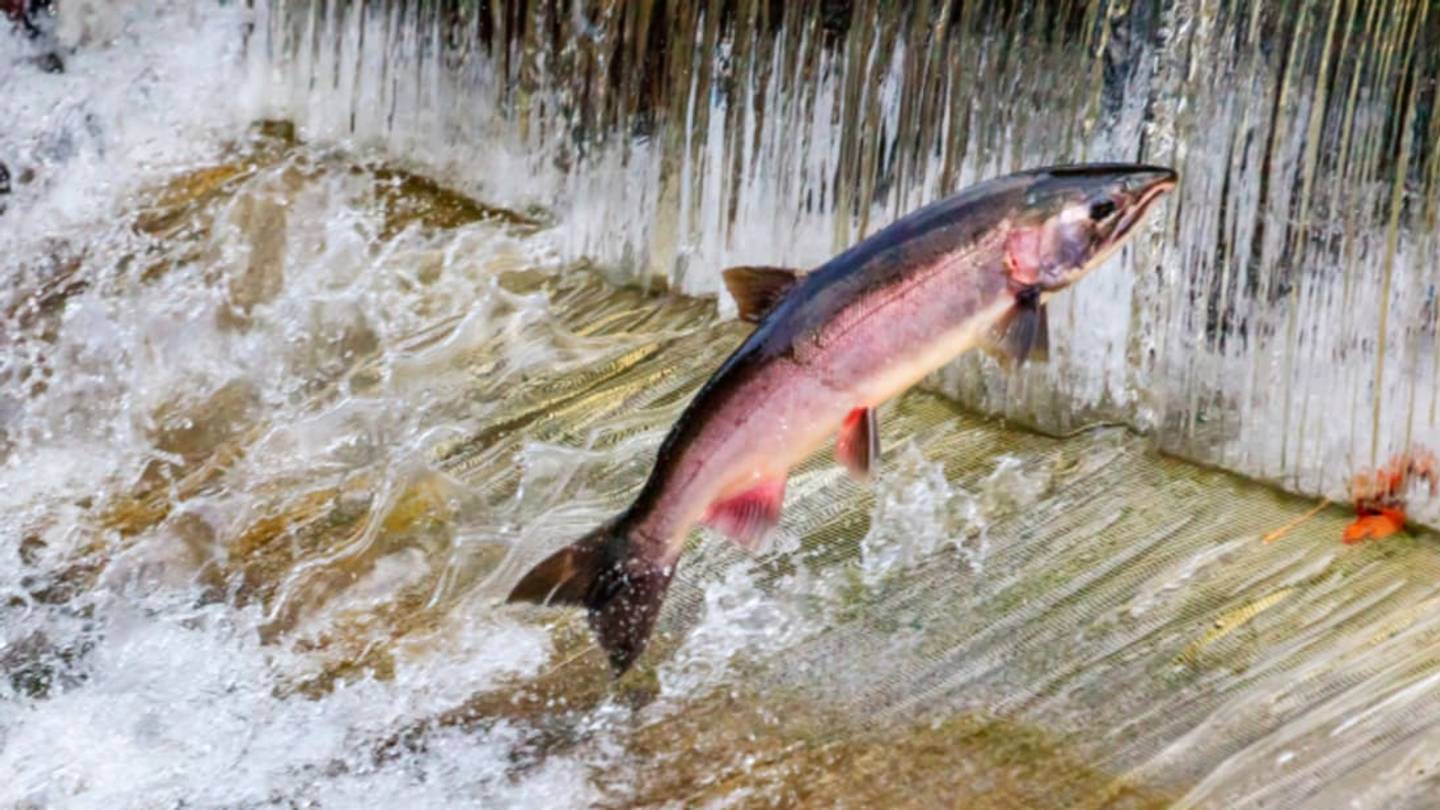 Fast-Growing Salmon Are First FDA-Approved Genetically Modified Animal