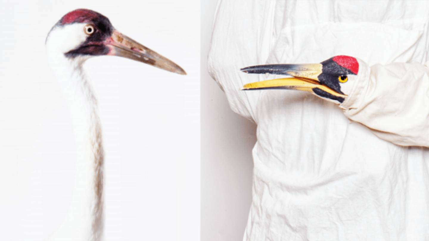 The Quest to Save the Whooping Crane
