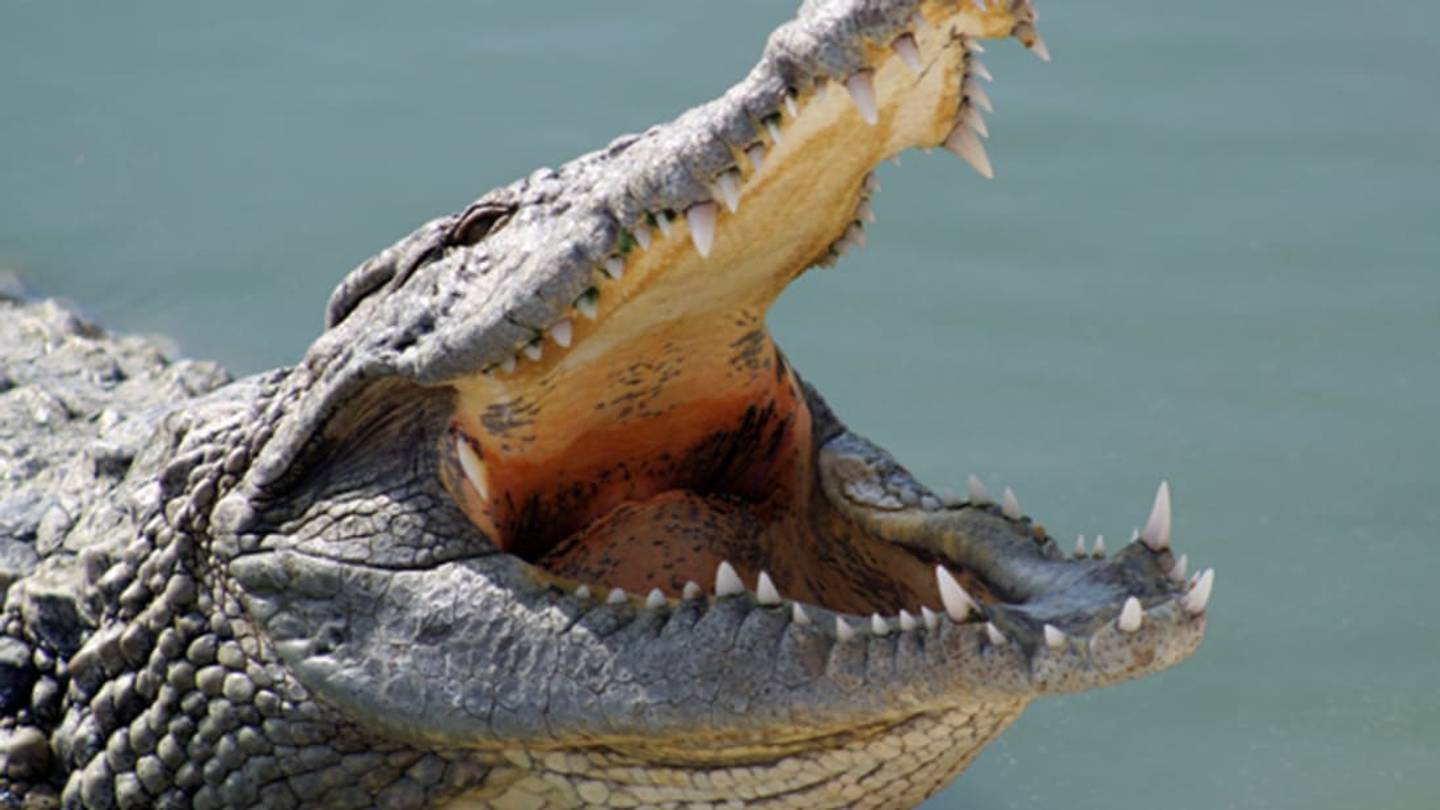 Scientists Gave a Crocodile Helium to Understand How Its Vocals Work