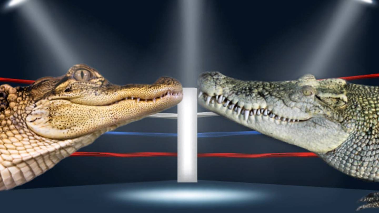 Whatâs the Difference Between an Alligator and a Crocodile?