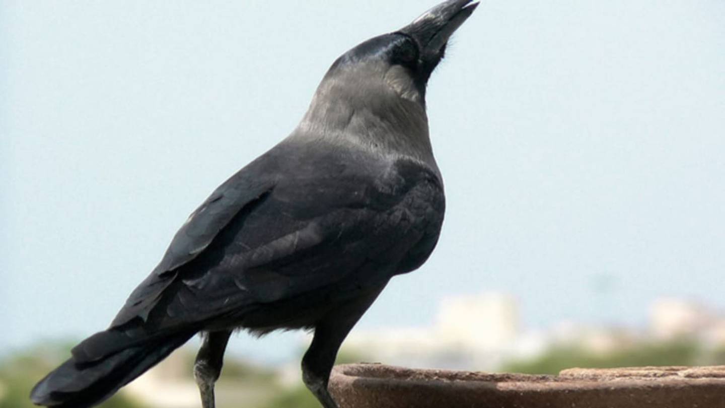 Crows and Ravens Are Experts in Self-Restraint