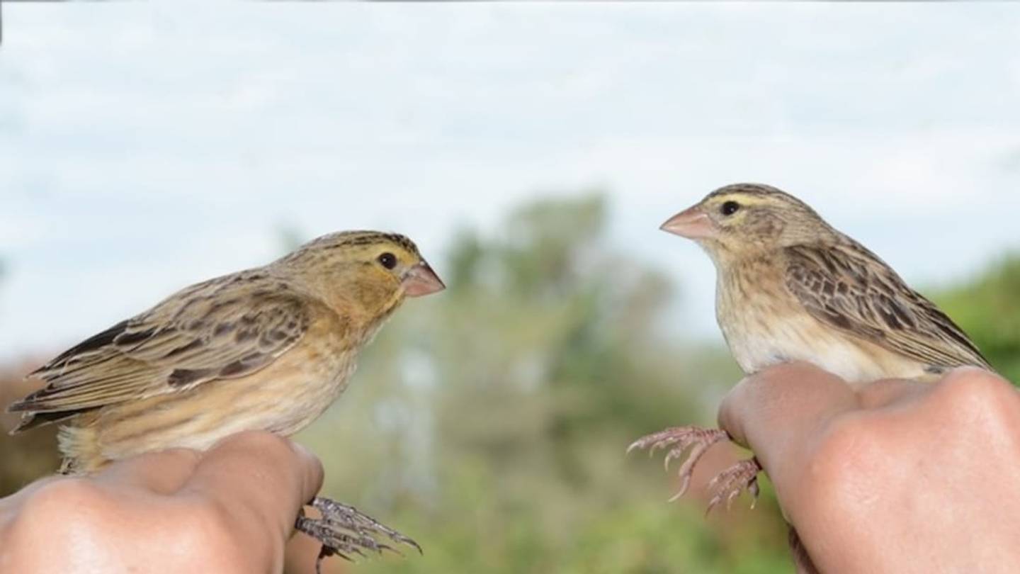 A Parasite in Bishopâs Clothing: Some Cuckoos Mimic Innocent Birds to Sneak into Nests