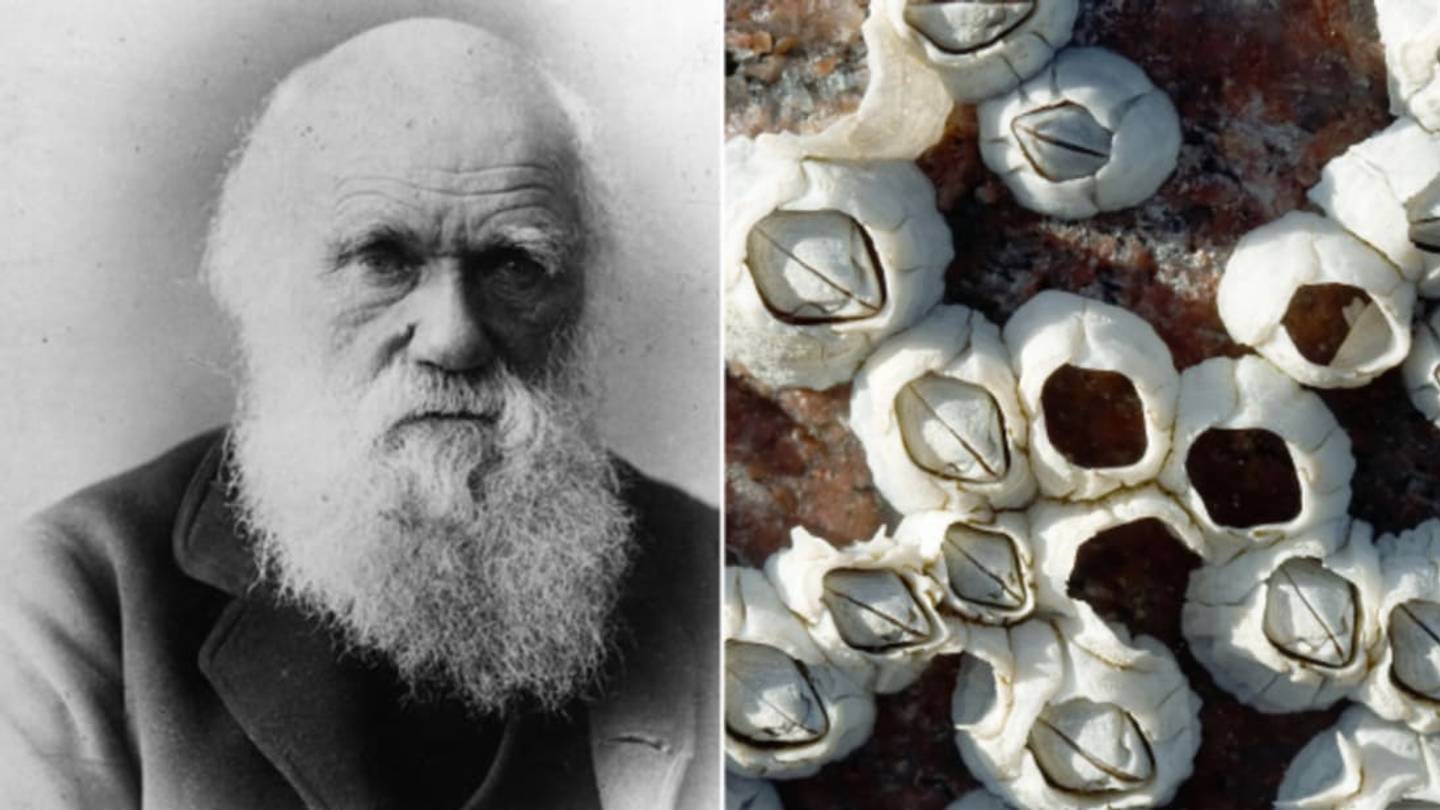 Charles Darwinâs Barnacle Room