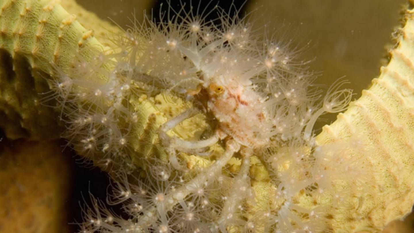 Decorator Crabs Carry Their Camouflage With Them