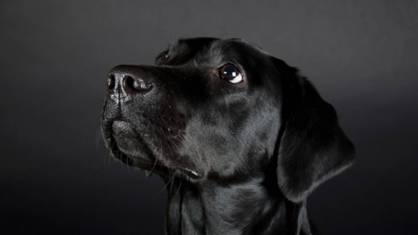 Scientists May Have Discovered How Dogs Sniff Out Hypoglycemia