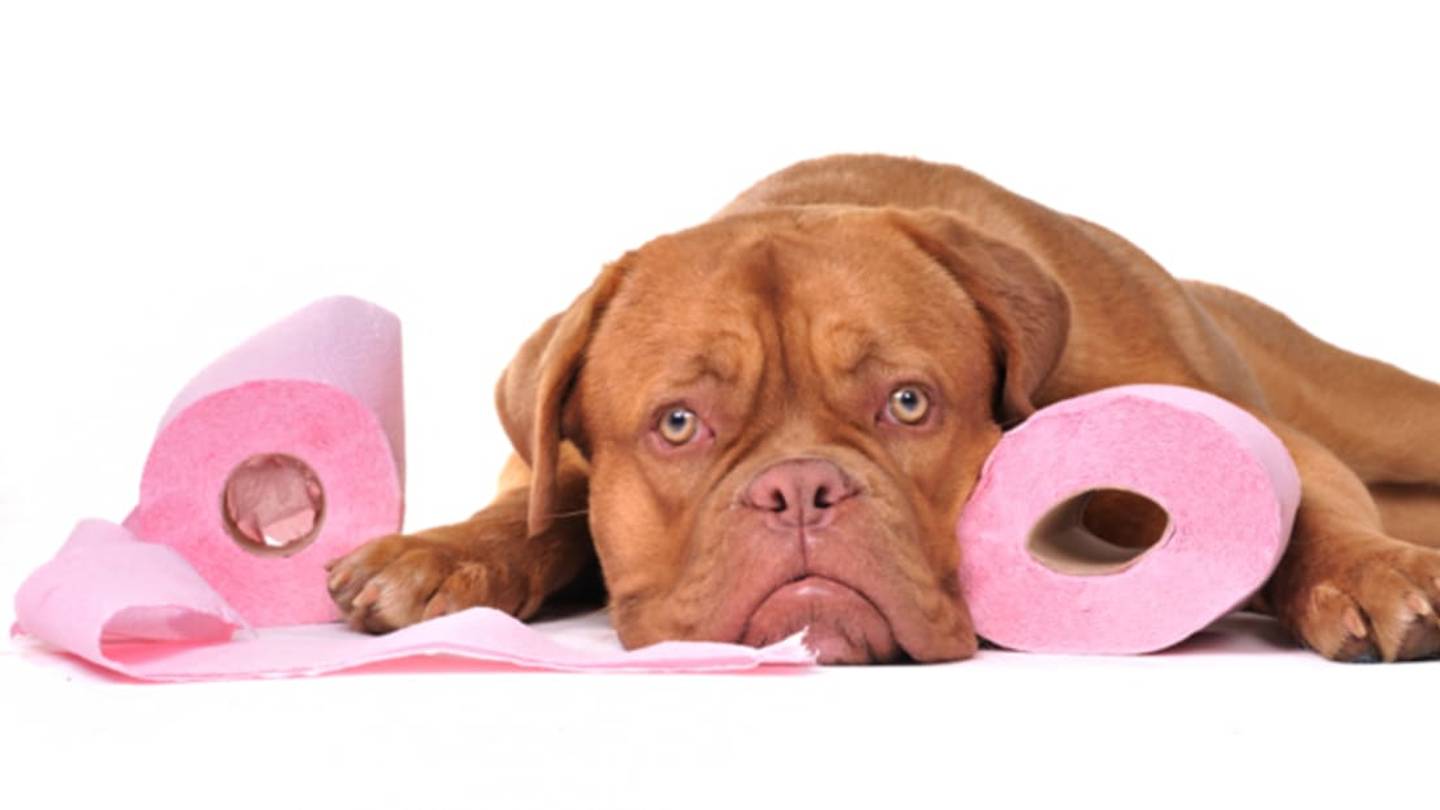Dog Poop DNA Testing May Be Coming to a City Near You