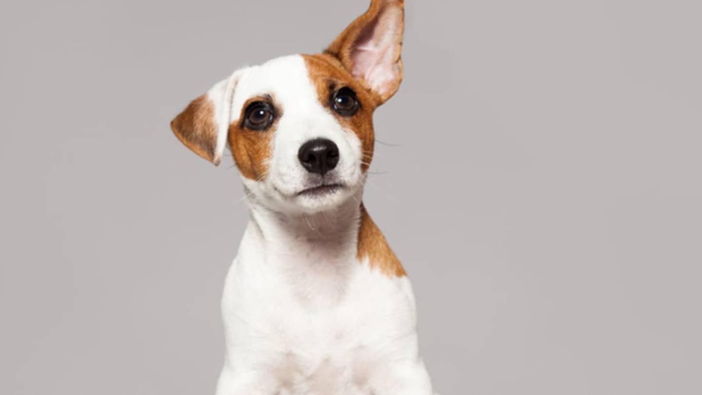 Like Humans, Dogs Understand Both Tone and Vocabulary