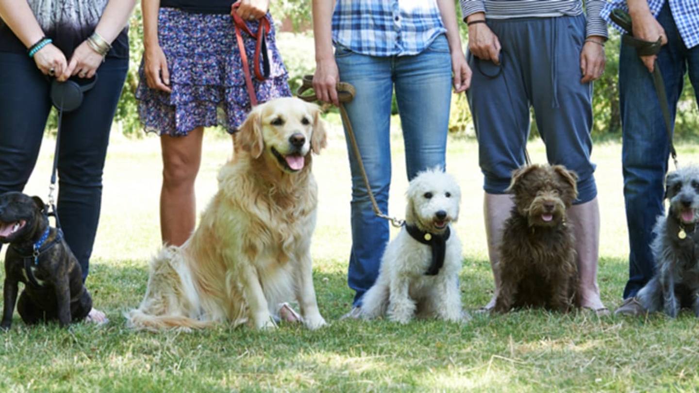 Brooklyn Park Launches Experimental Dog Poop Composting Program