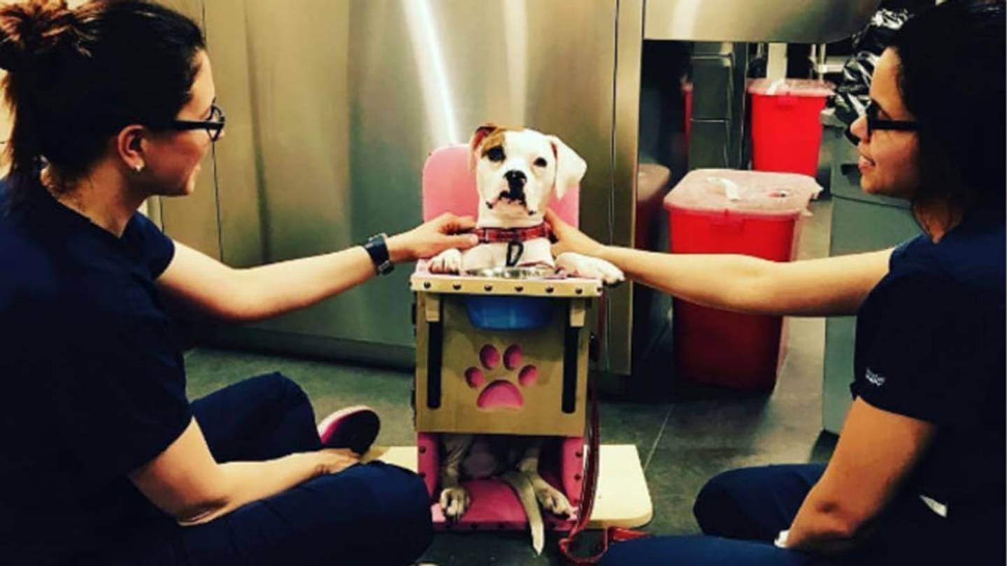 This Special Highchair Helps a Dog With a Rare Condition Eat Her Food Safely