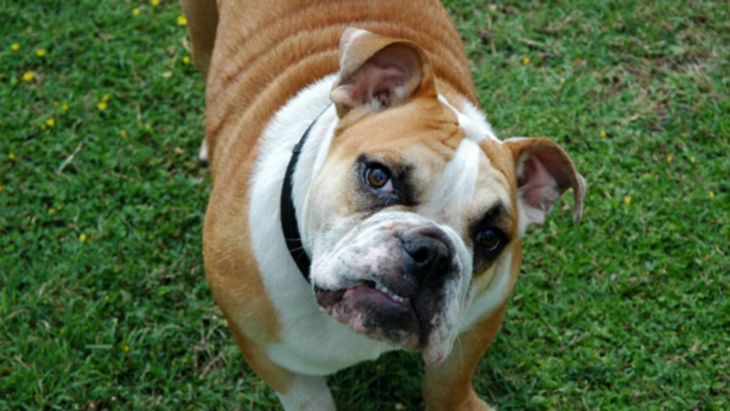 11 Solid Facts About the English Bulldog