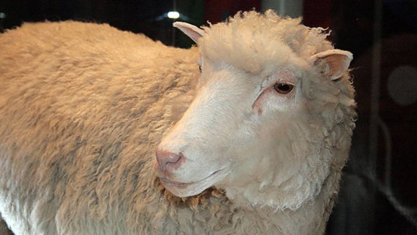 6 Animals Who Made History and Where to See Them