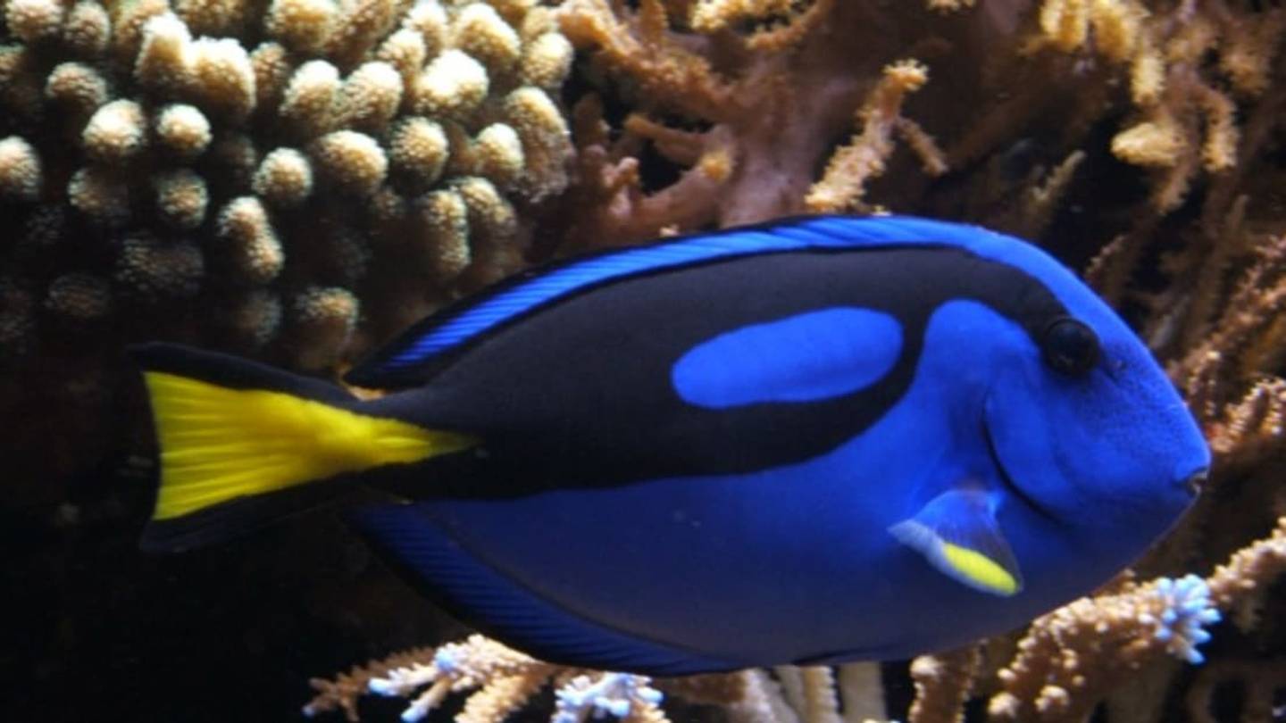 Understanding <em>Dory</em>: 5 Facts About the Pacific Blue Tang