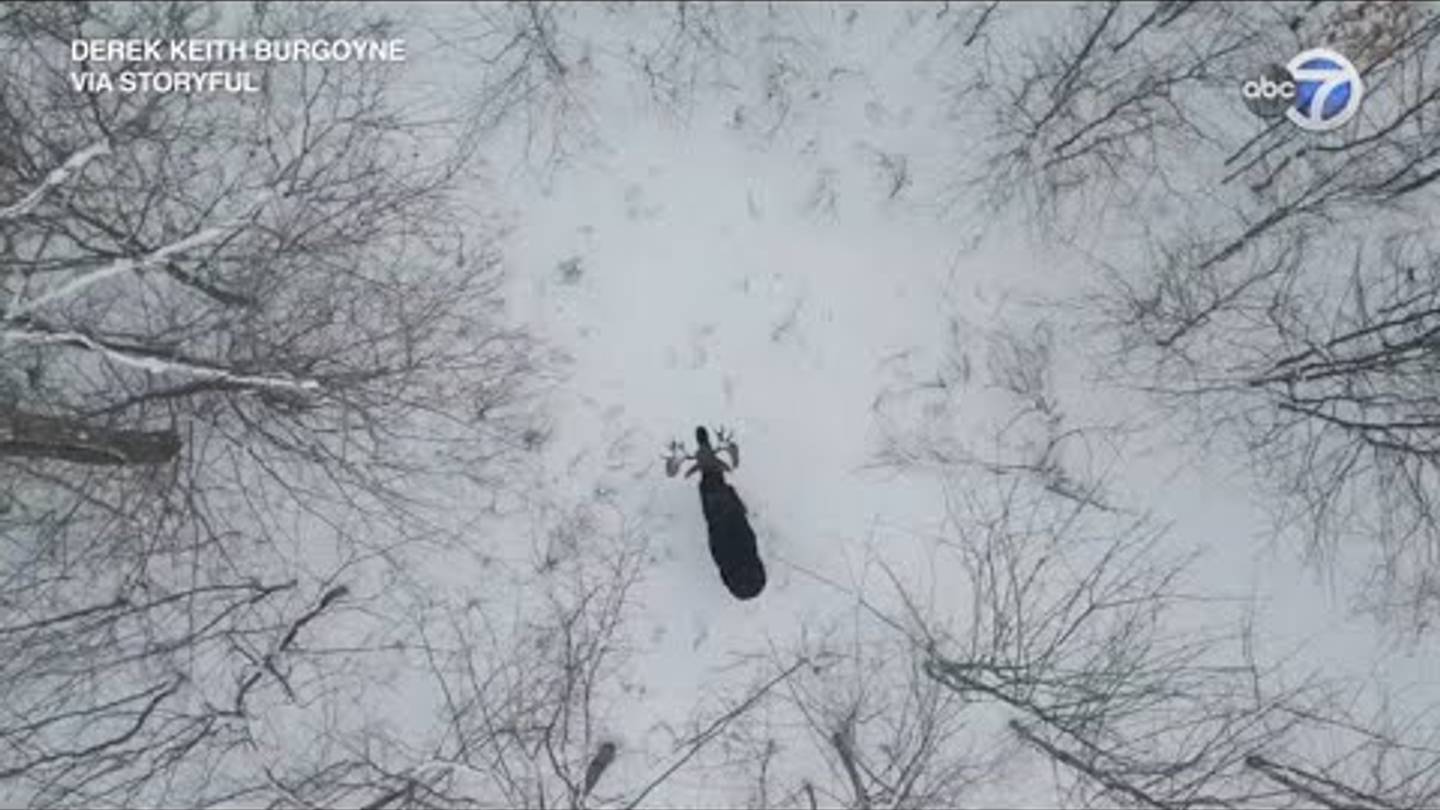 Watch a Moose Shake Off Its Antlers in This Rare Footage