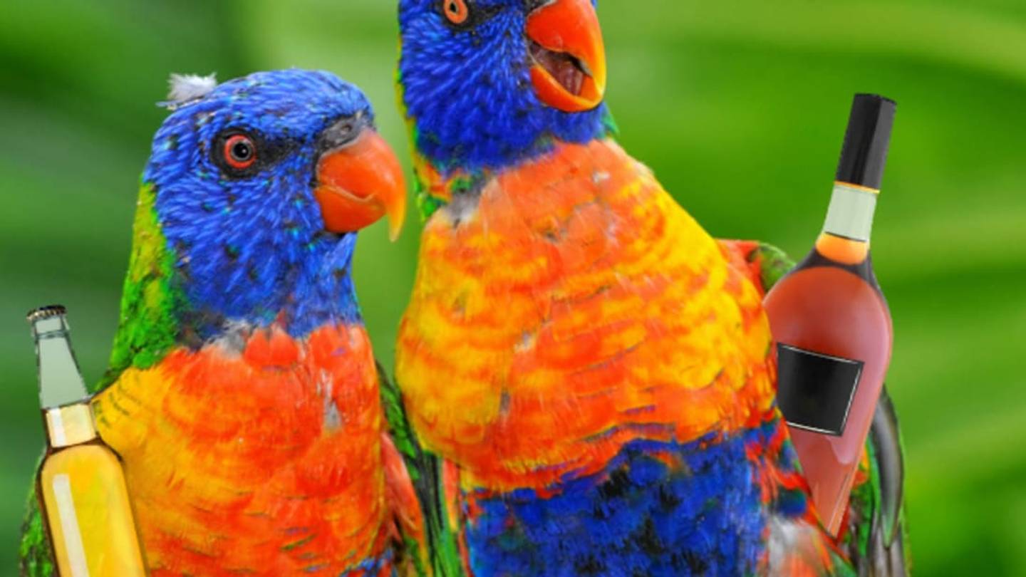 5 Fast Facts About Drunk Birds