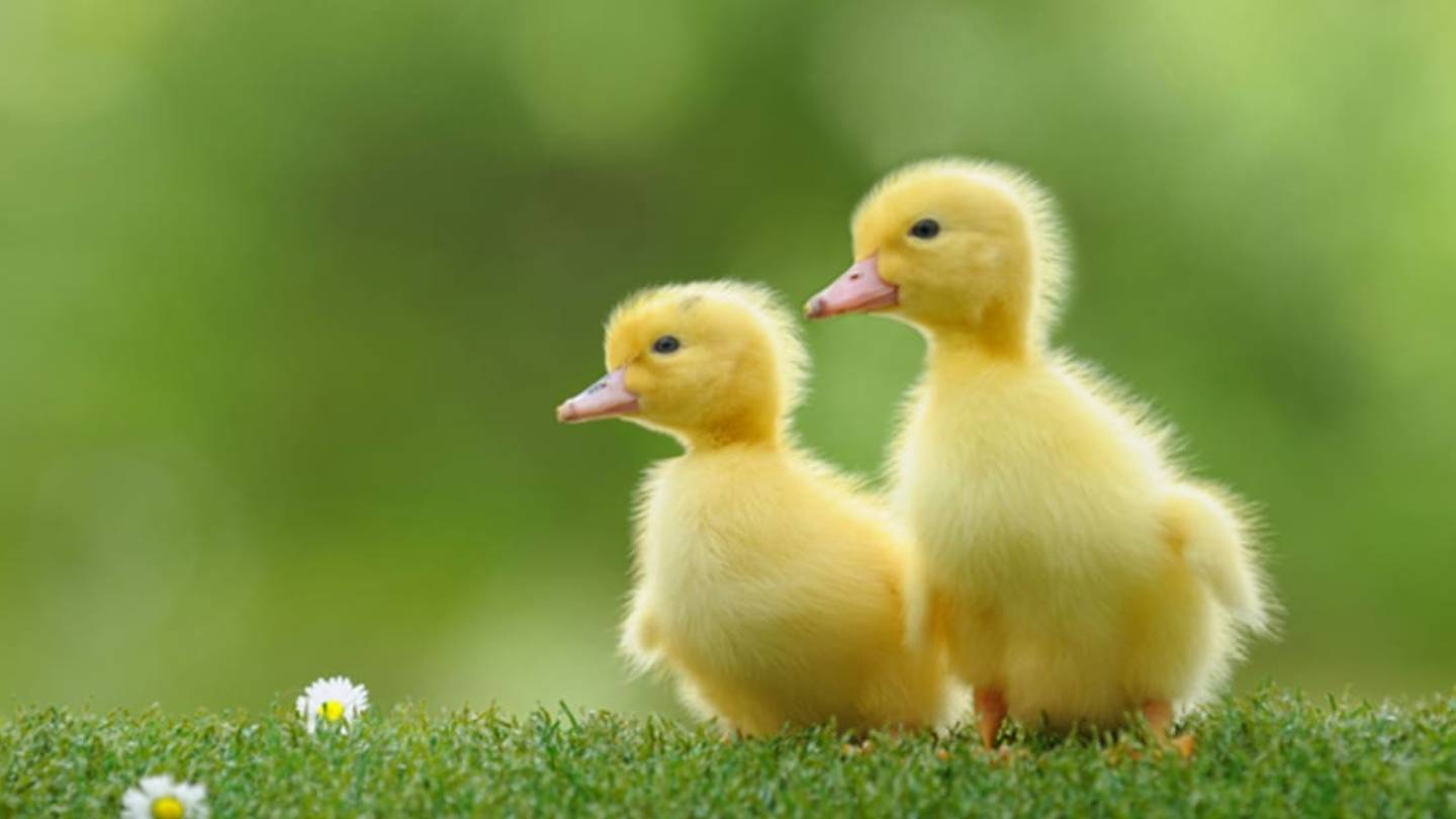 Newborn Ducklings May Understand Abstract Relational Concepts