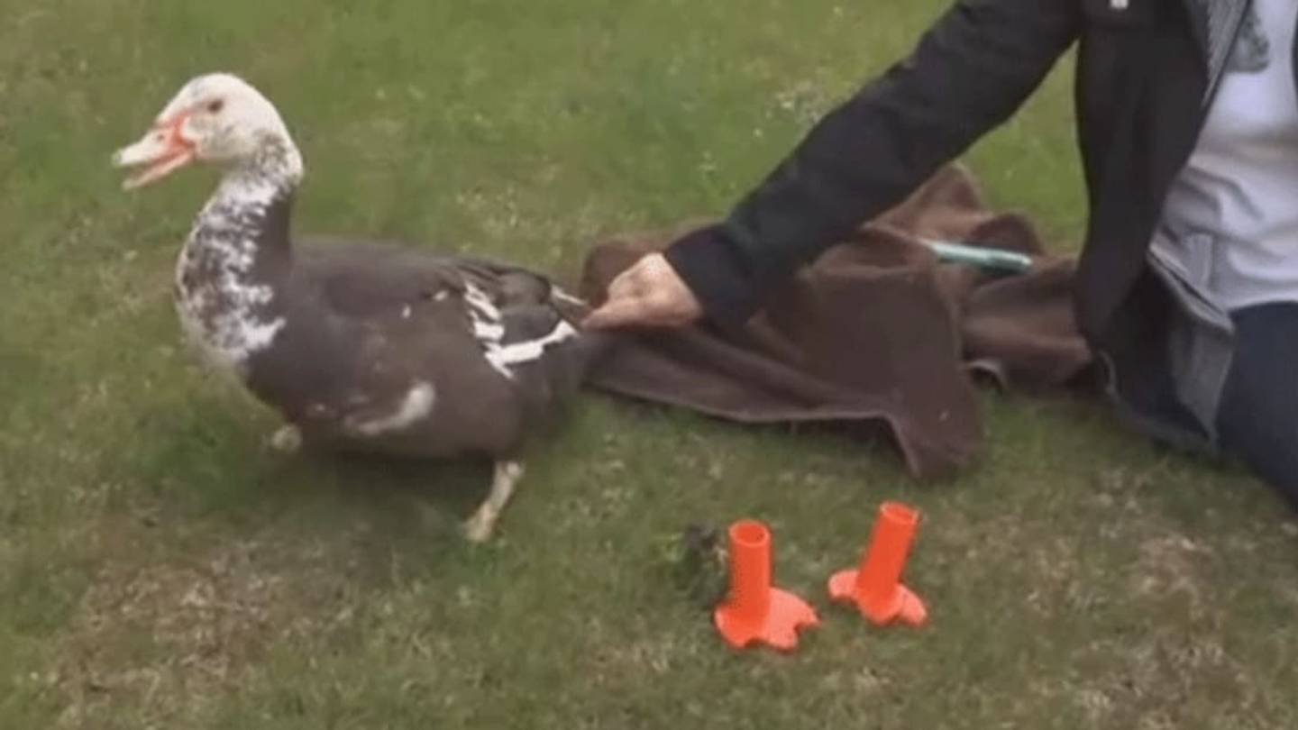 Wisconsin Teacher 3D-Prints Prosthetic Feet for an Injured Duck