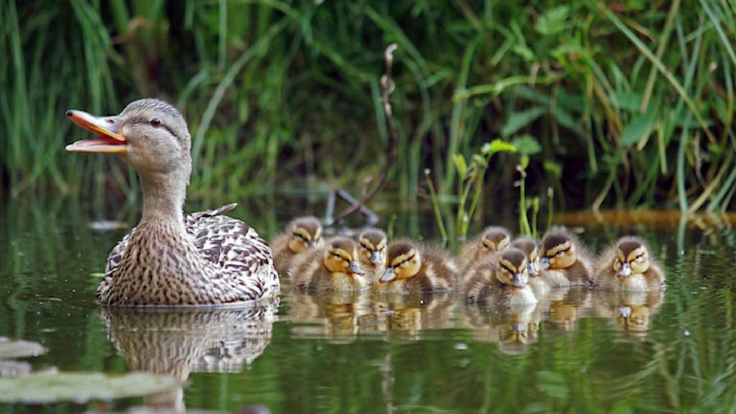 New Jersey Animal Rescue Farm Seeking New Homes for Nearly 100 Ducks