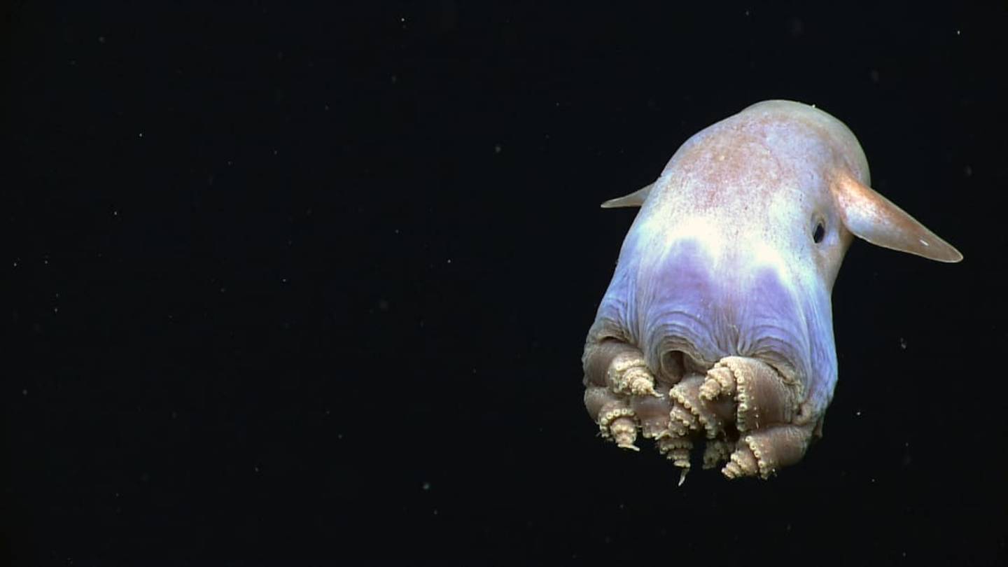 Watch the First-Ever Footage of a Baby Dumbo Octopus