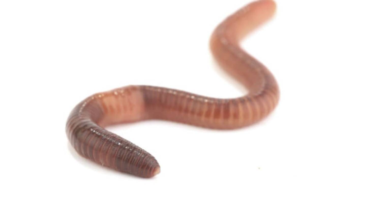 The UK's Largest Earthworm Weighs As Much As a Chocolate Bar