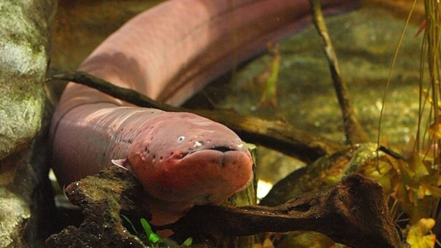 Electric Eels Use Their High-Voltage Shocks to Locate Prey