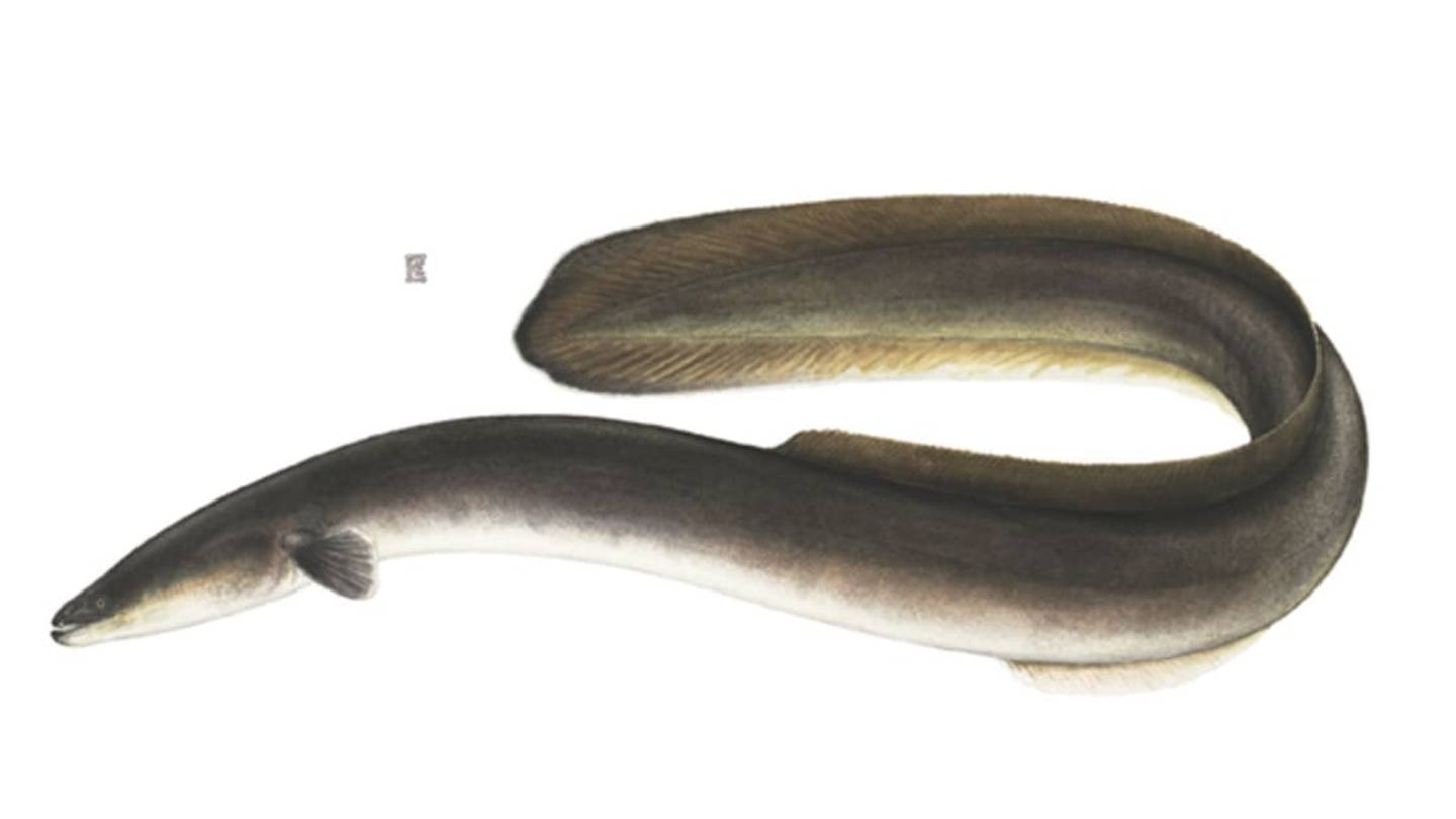 Scientists Tracked an American Eel's 1500-Mile Migration to the Sargasso Sea