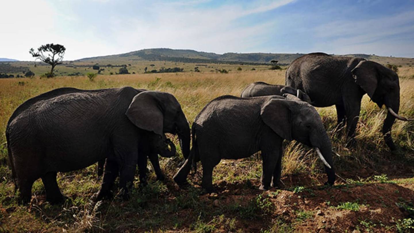 African Elephant Populations Are Declining 8% Per Year