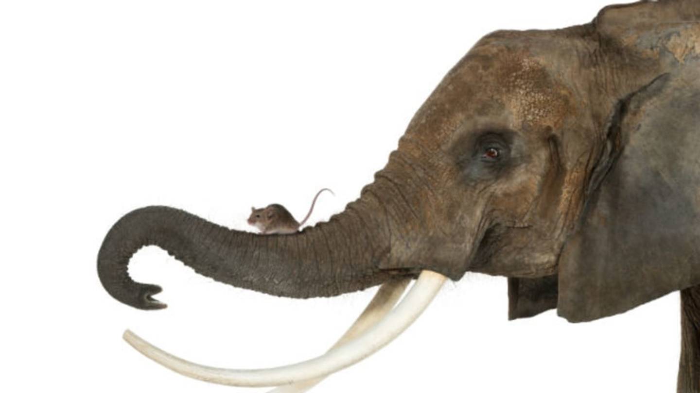 Are Elephants Actually Scared of Mice?