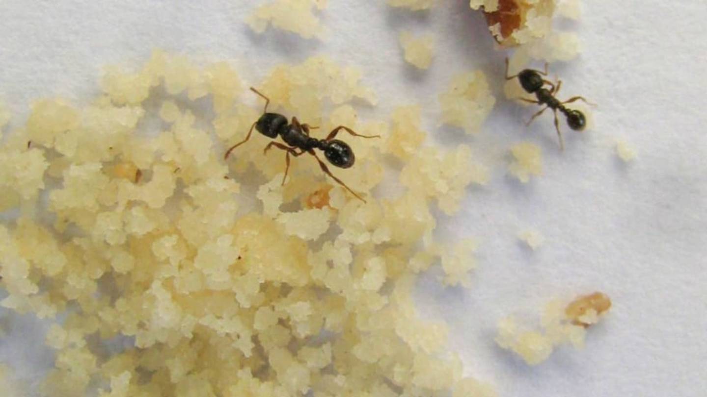 NYC Insects Eat a <em>Lot</em> of Food Waste