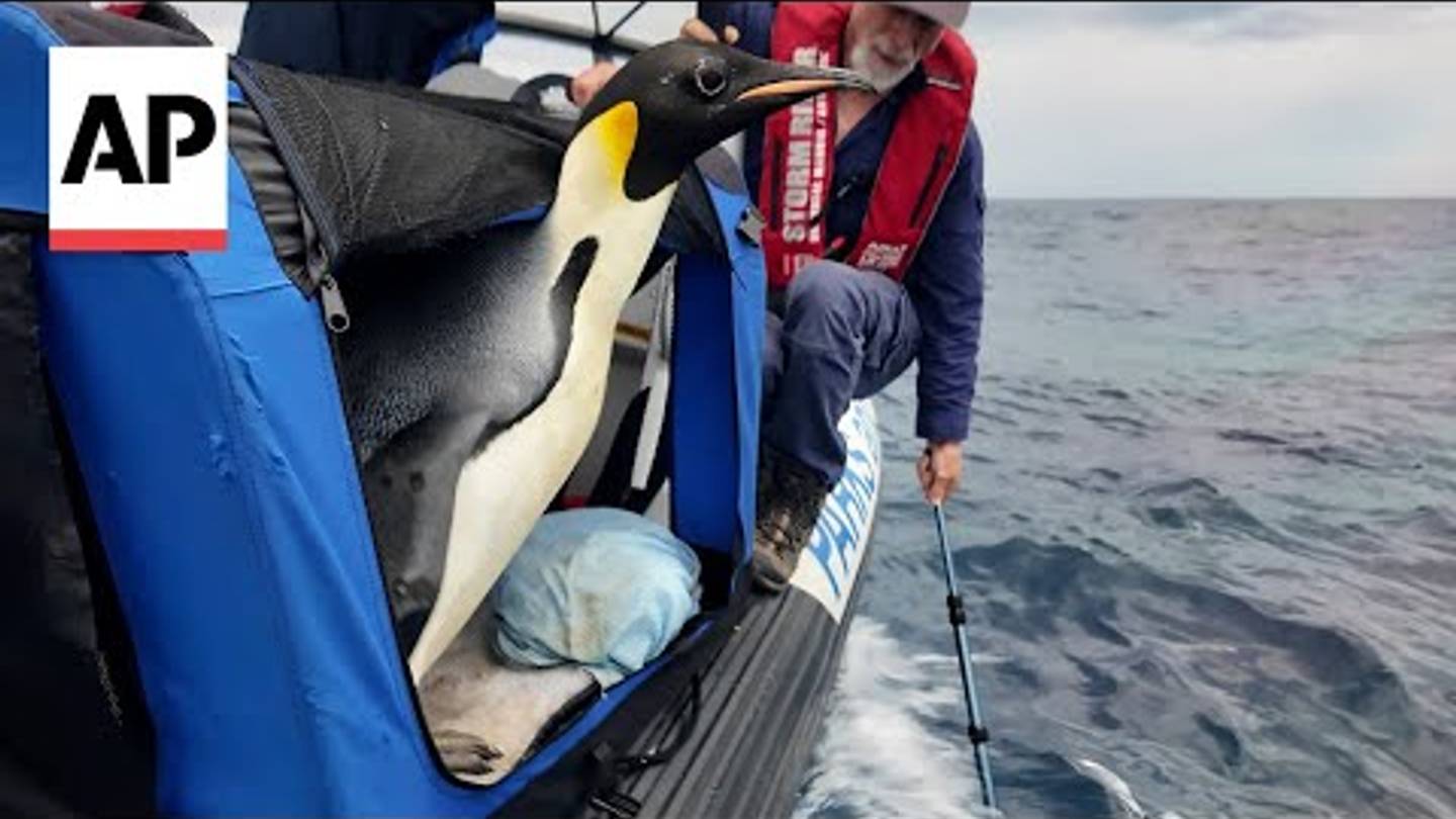 Lost Emperor Penguin Who Washed Up in Australia Returns Home