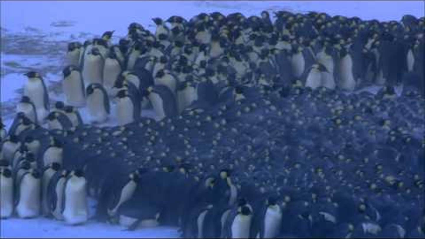 Watch This Time-Lapse Video That Reveals Patterns in Penguin Huddles
