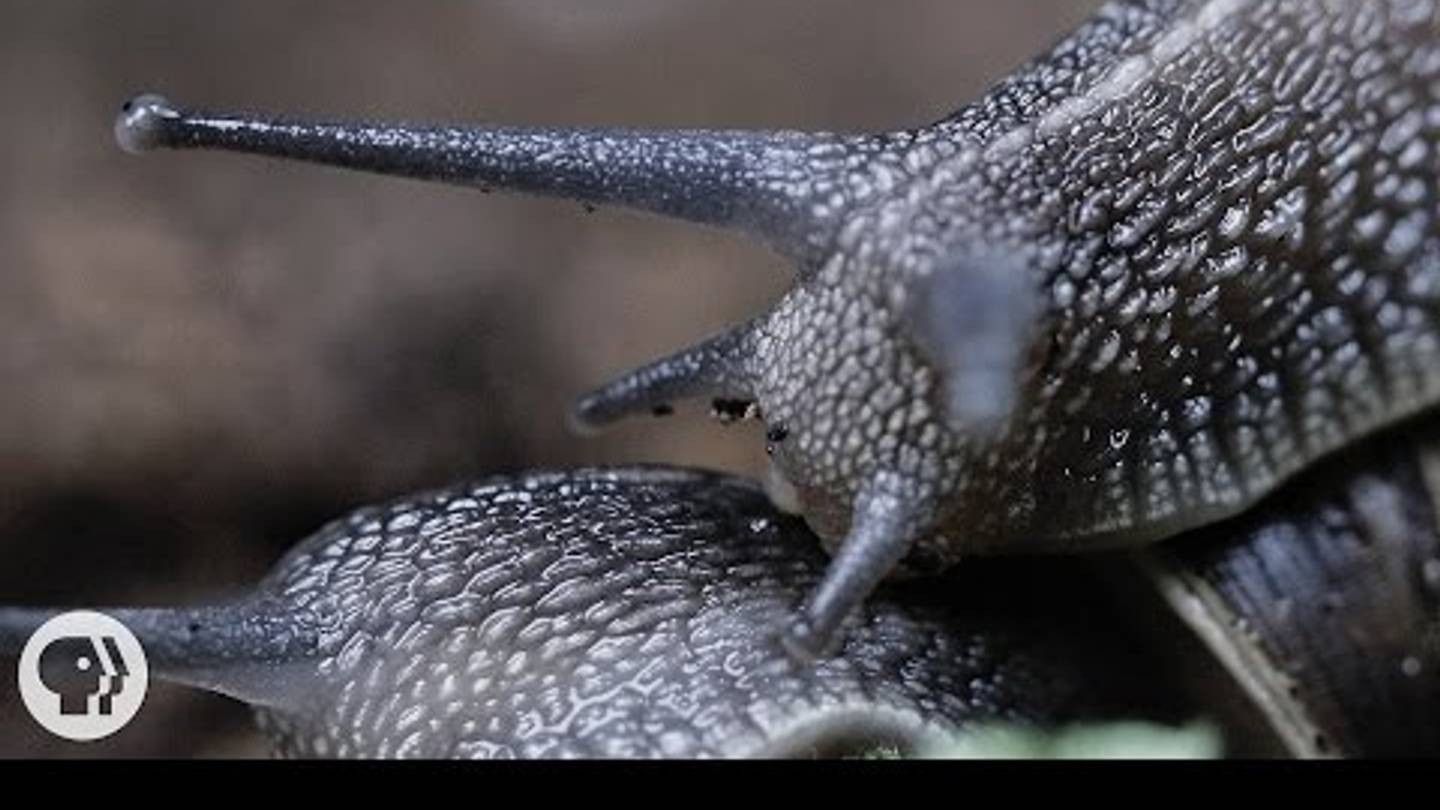 Watch How Snails Make Baby Snails