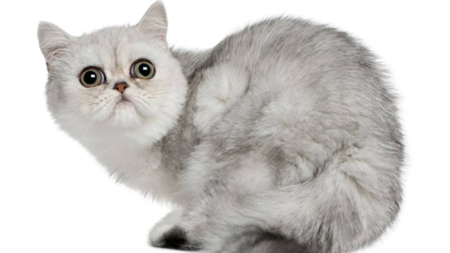 7 Fuzzy Facts About Exotic Shorthair Cats