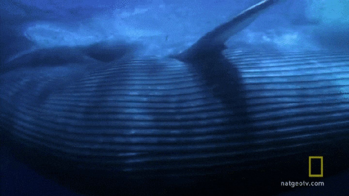 Blue Whales Maintain Their Size By Eating Smart