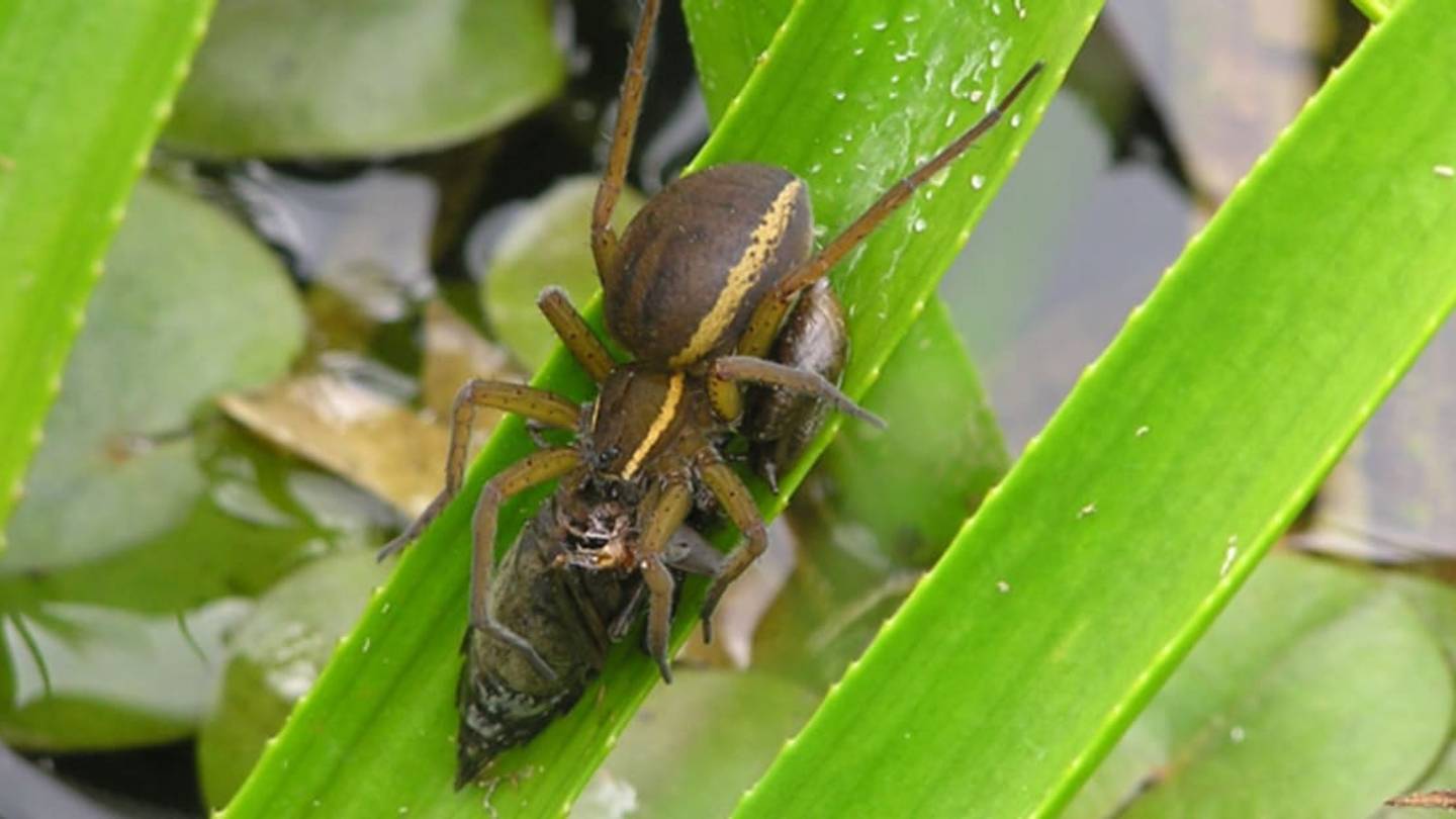 A British Zoo Has Been Releasing Hundreds of Giant Spiders Into the Wild