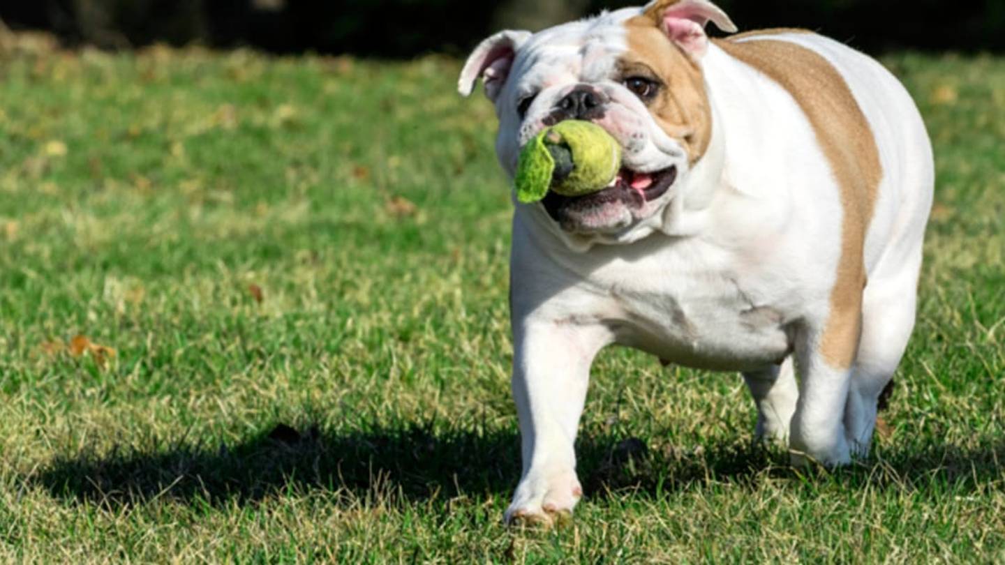 Why Do Dogs Play Fetch?