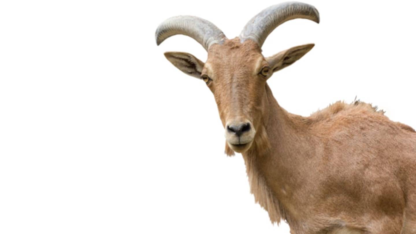 A Massachusetts Animal Rescue Group Needs You to Adopt Its Goats