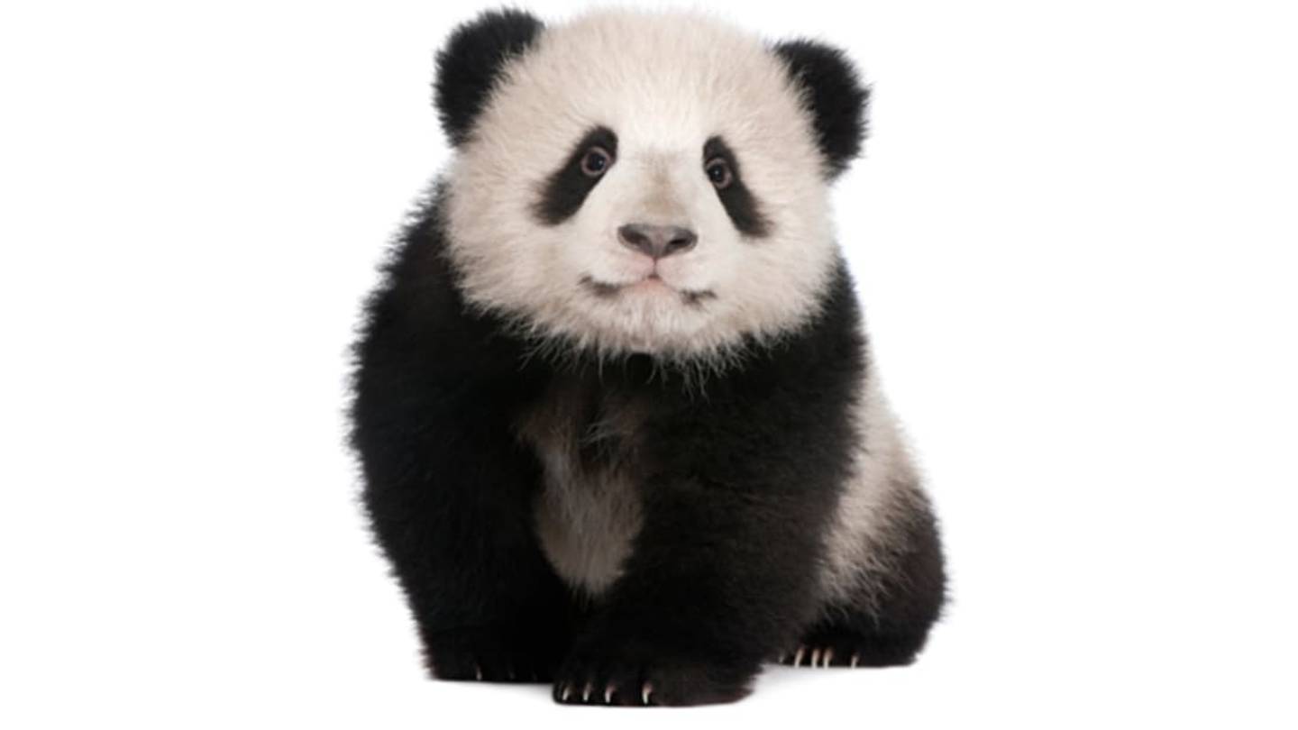 Vienna Zoo's Giant Panda Gives Birth to Surprise Second Cub
