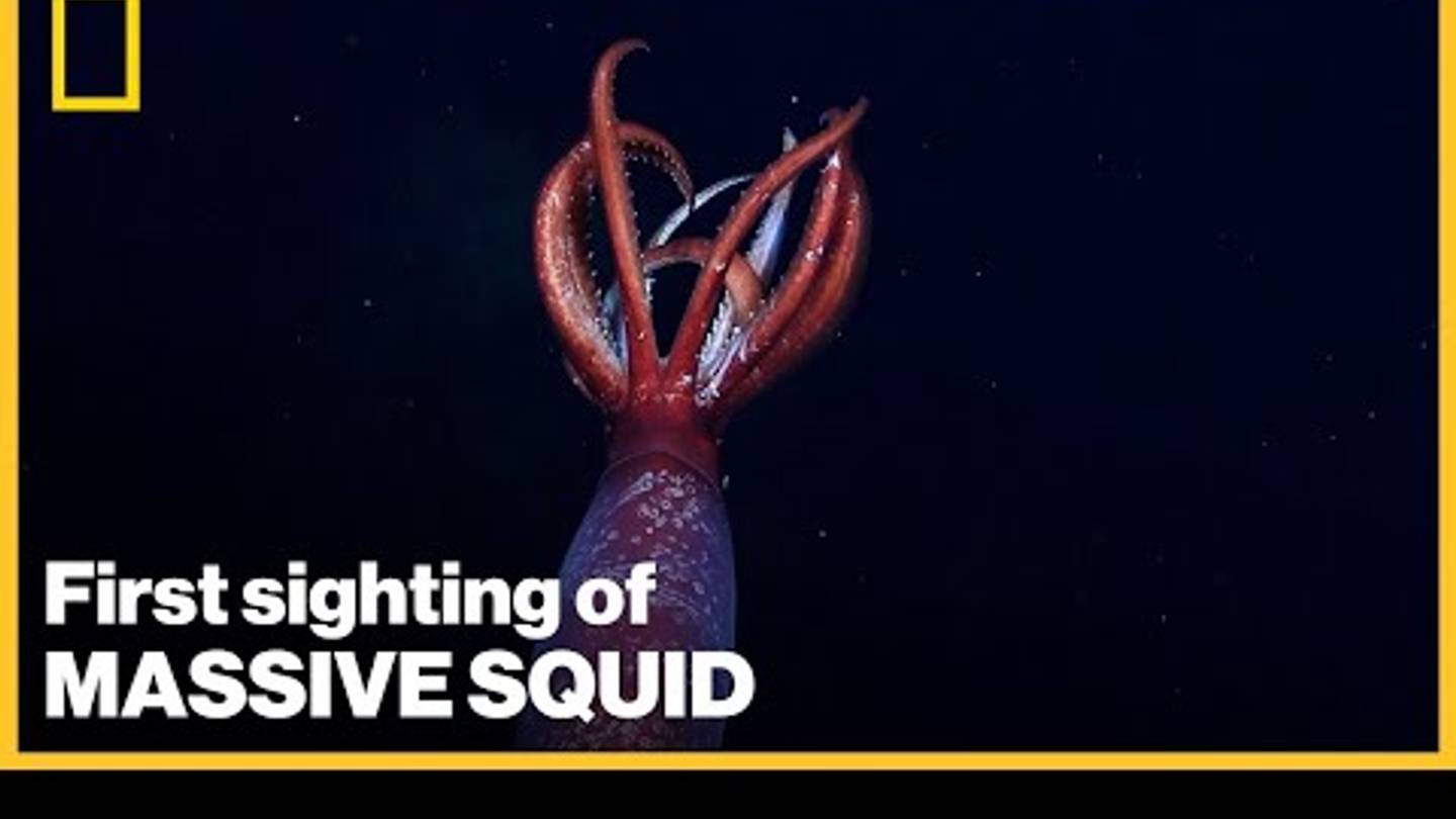 The Rare Antarctic Gonate Squid Has Been Caught on Film for the First Time