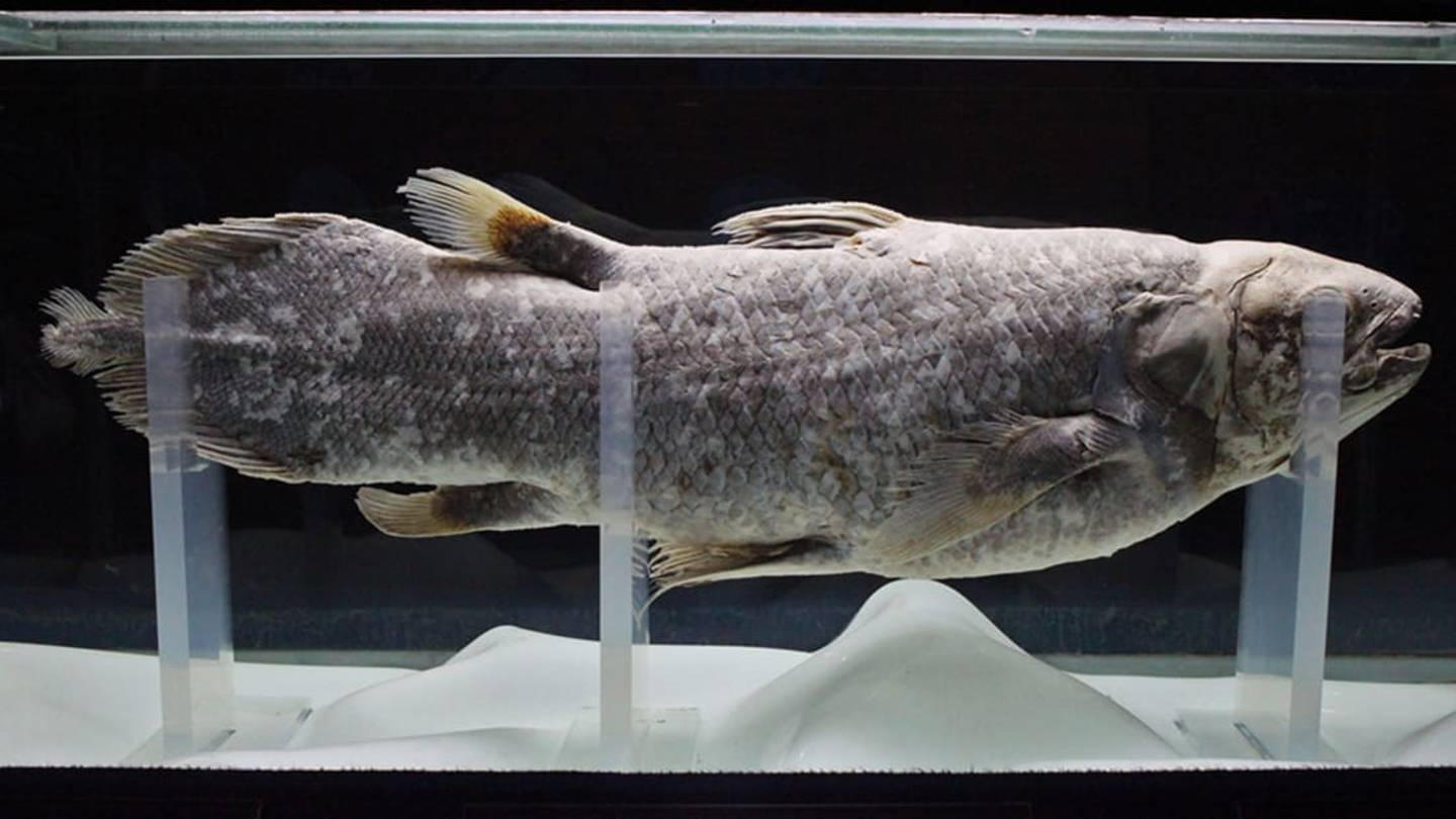 11 Fishy Facts About Coelacanths