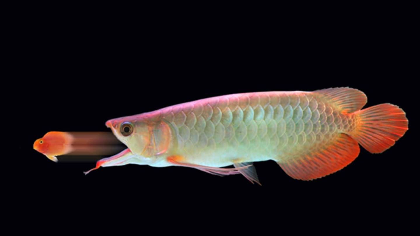 Can Fish Taste?