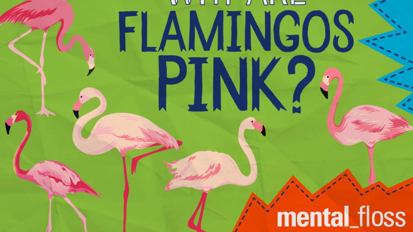 Why Are Flamingos Pink?