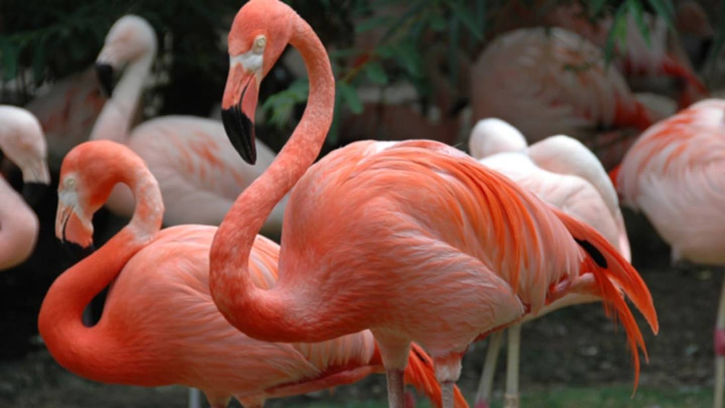 Pop Culture Syllabus: Flamingos