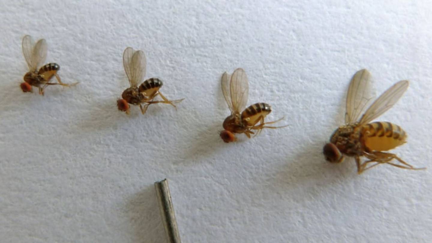 15 Fascinating Facts About Fruit Flies