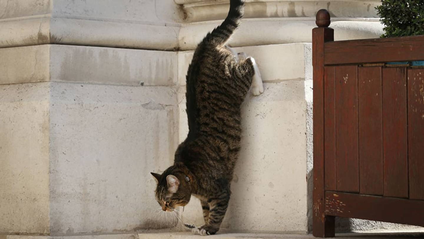 9 Animals Accused of Espionage