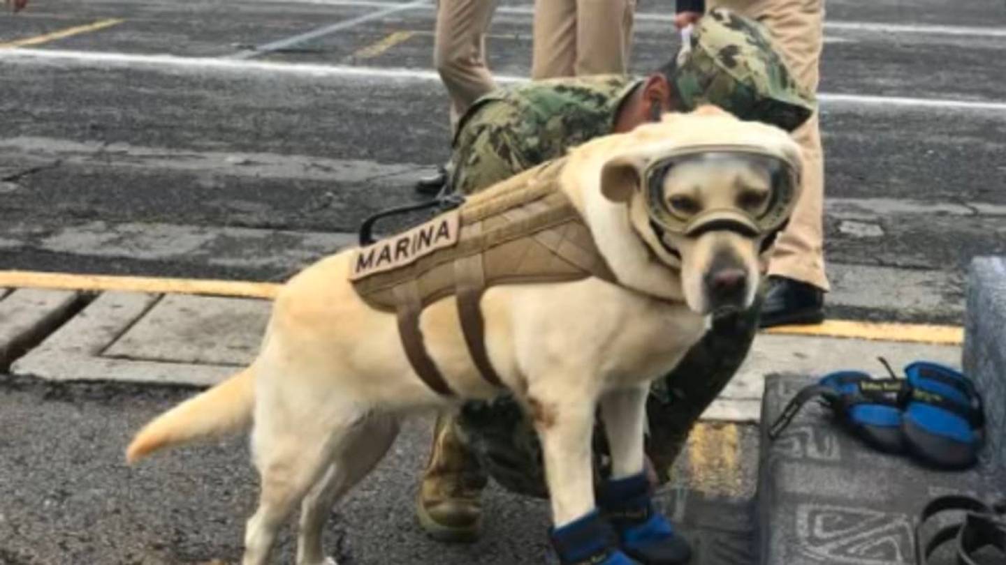 The Real Story Behind Frida, The Rescue Dog in Mexico Gaining Viral Fame