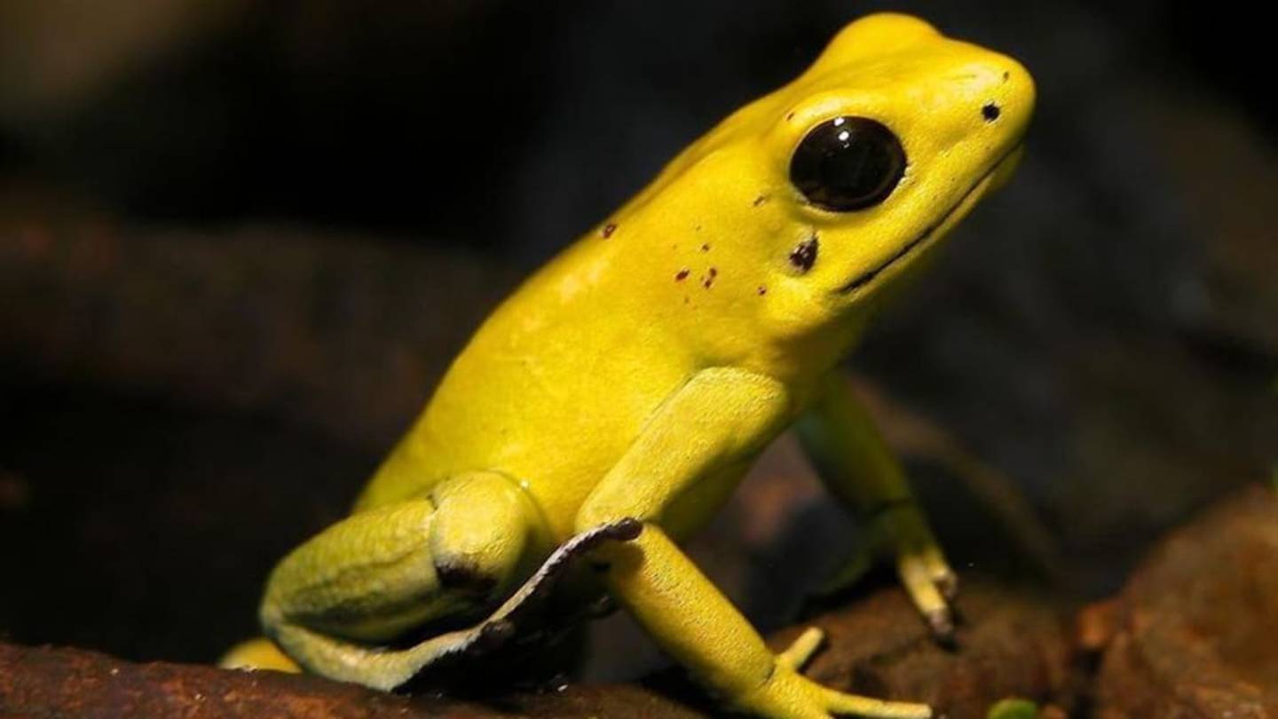 Painting Frogs, Licking Wounds & Other Adventures with Poisonous Animals